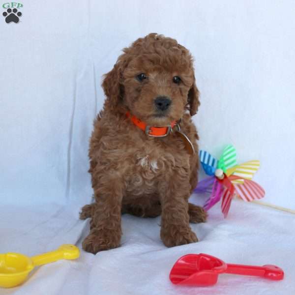 Caleb, Mini Goldendoodle Puppy